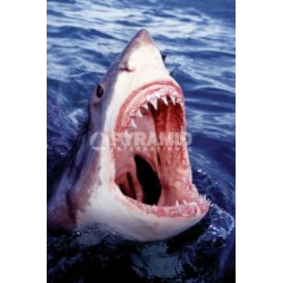 Постер "Great White Shark" 61cм x 91.5cм Постер "Great White Shark" 61cм x 91.5cм