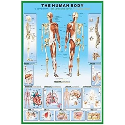 Постер THE HUMAN BODY MAXI 61cм x 91.5cм