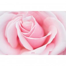Постер "Love (Pink Rose)" Постер "Love (Pink Rose)"