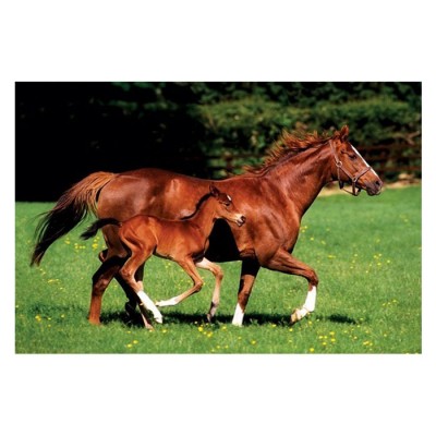 Постер "Mare & Foal" 61 x 91,5 см Постер "Mare & Foal" 61 x 91,5 см