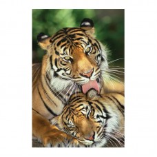 Постер "Mother's Love (Tigers)" 61 x 91,5 см Постер "Mother's Love (Tigers)" 61 x 91,5 см