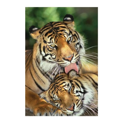  Постер "Mother's Love (Tigers)" 61 x 91,5 см 