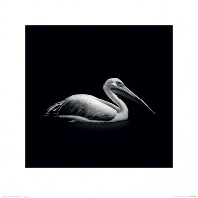 Постер у рамі Nicolas Evariste (Pelecanus) 40 х 40 см Постер у рамі Nicolas Evariste (Pelecanus) 40 х 40 см